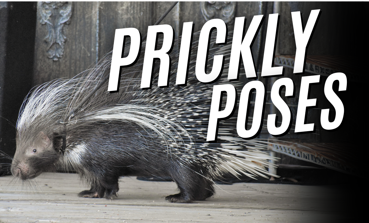 Prickly Poses